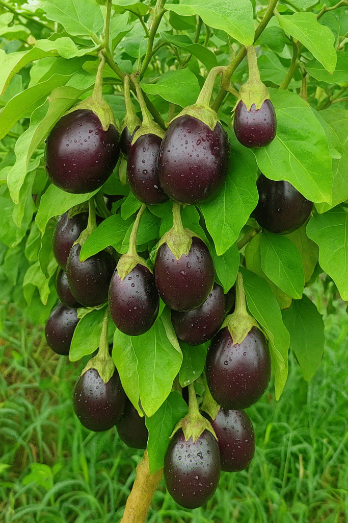 बैंगन की ग्राफ्टिंग क्या है और क्यों जरूरी है?