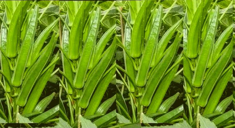 🌱 भिंडी की खेती का पूरा स्ट्रक्चर